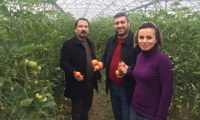 İslahiye MYO’da Organik Tarım Öğrencileri Organik Domates Yetiştirdi