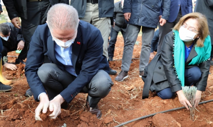 Şehitkamil lavanta kokacak