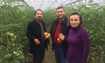 İslahiye MYO’da Organik Tarım Öğrencileri Organik Domates Yetiştirdi