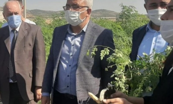 Müdür moringa hasadında