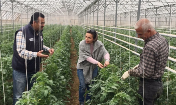 Gaziantep'li öğrenciler domates yetiştiriyor